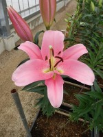 [4571 VH47 No02.JPG]